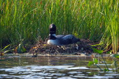 2016 Loon Nest