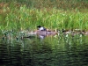 AWing-loon nest 3