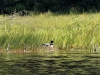 DSC_1549_loon_nesting_6-17-2016
