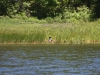 DSC_1556_loon_nesting_6-17-2016