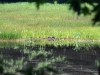 DSC_1581_Loon_Nest1_6-18-2016