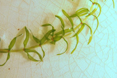Aquatic Plants