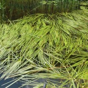 Narrow Leaf Bur-reed 