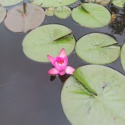 Pink Water Lily
