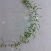Elodea_IMG_20150707_213029 (Custom)