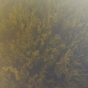 Elodea_IMG_20150708_193436 (Custom)