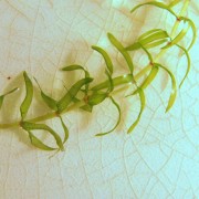 Elodea_IMG_4477 (Custom)