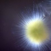 Gleotrichia_8-17-16-DSC_2599_compressed
