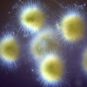 Gleotrichia_8-17-16-DSC_2600_compressed