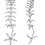 Hydrilla.indd