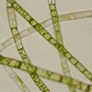 gonium