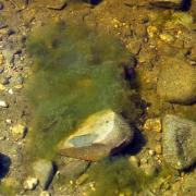 metaphyton_algae_01