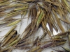wild_rice01