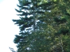 sitting_eagle