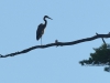 DSC_3253_GBH_9-13-16
