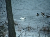 Trumpeter or Tundra Swan