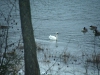 Trumpeter or Tundra Swan