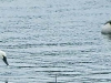 Trumpeter or Tundra Swan