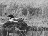 A) loon-nesting-on-clary-lake-1459-copy
