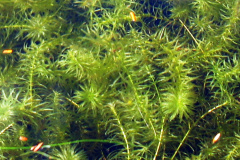 Lake Water Quality Monitoring Data