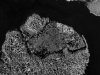 14: 4-30-1967-wetland-detail-goldberg