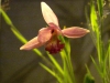 Rose_Pogonia01