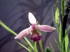 Rose_Pogonia02