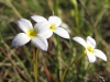 bluets01