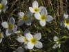bluets02