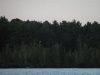great_egret01