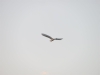 great_egret03