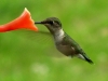 hummingbird02