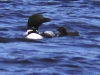 loon-and-chick-clary-lake