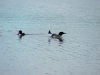 loon_foot_flapping