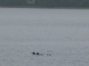loons_14_July_2008