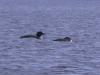 mother-and-chick