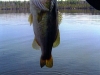 robs_bass01