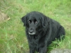 sadie-032118ca6412726633ee3991a5a87b9581554660