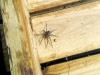 spider3 (Custom)