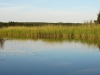 wild_rice