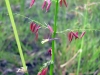 wildrice01