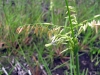 wildrice02