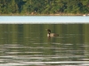 yet_another_loon
