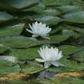 pond_lily1