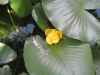 800px_american_spatterdock