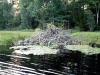 beaver_lodge_summer_2010