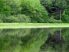 nesting_loons01