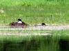nesting_loons02