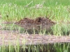 nesting_loons04