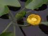 yellow_pond_lily02
